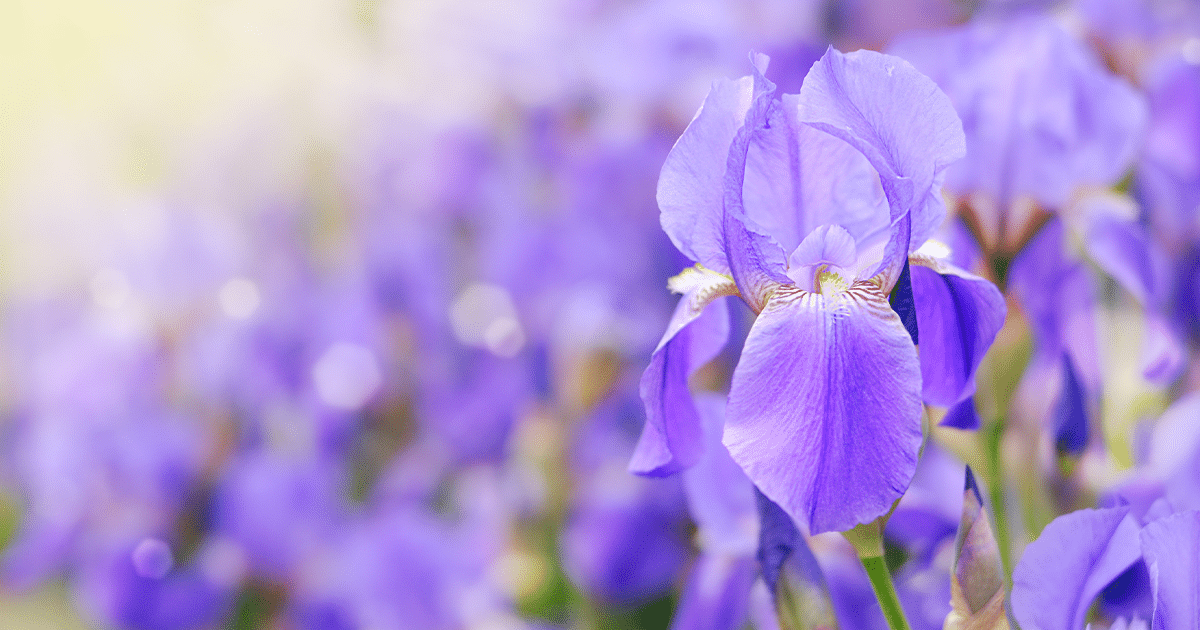 L'iris de Chanel